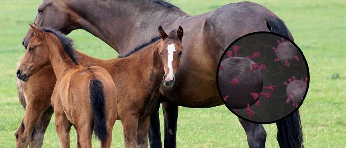 The image shows a group of horses in a grassy field, with a circular inset highlighting a visual representation of H5N1 virus particles