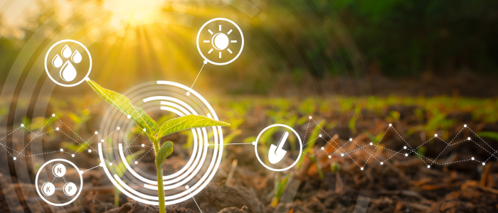 Seedling with graphics