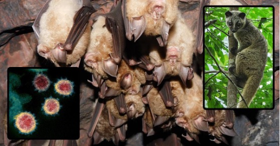 Horseshoe bats are the primary host for the ancestor of the viruses that caused both the 2002 SARS outbreak and the COVID-19 pandemic, but a new study suggests that the wildlife trade transported the virus to the places where they first emerged in humans.