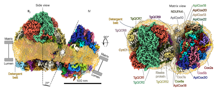 Structure of the T. gondii respiratory supercomplex
