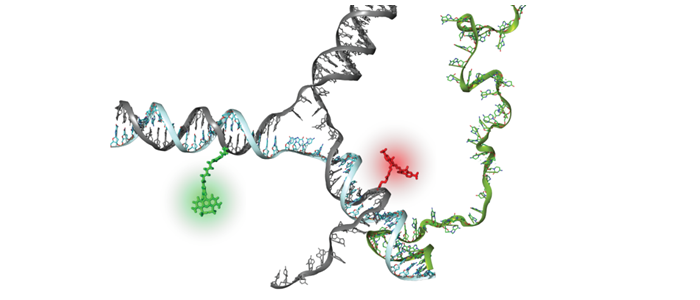 Graphic depicting single-molecule fluorescence techniques
