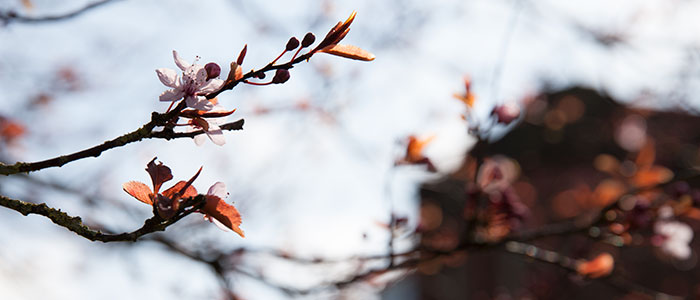 blossom outside Rutherford McCowan building, Dumfries Campus