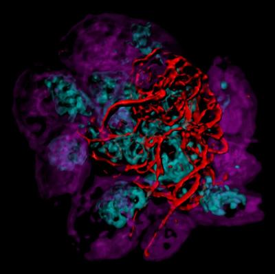 Toxo image for Meissner paper 2