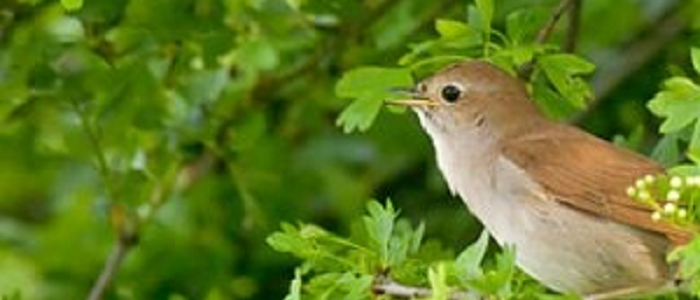 Julie Lang Profile Tile - Bird - 700 x 300