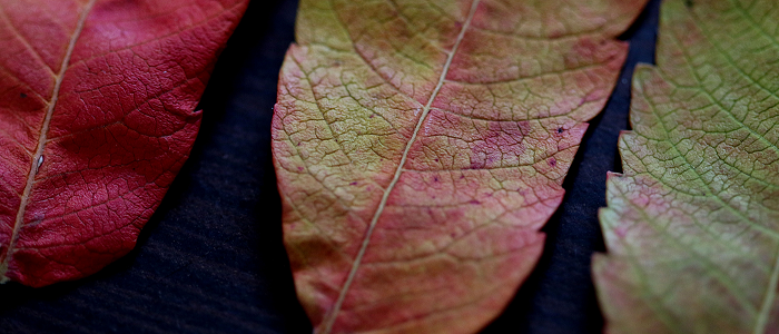 Three green and orange leaves