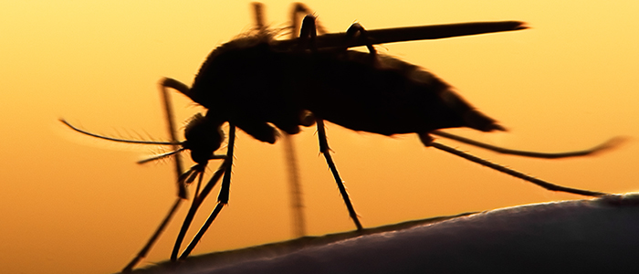 Silhouette of a mosquito