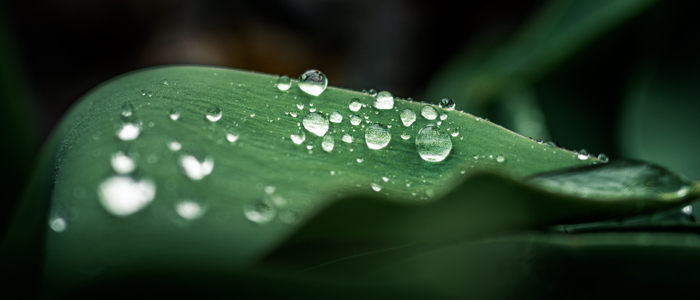 Close up of rain drops on a leaf