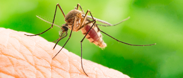 Close up of a mosquito sat on a person's skin