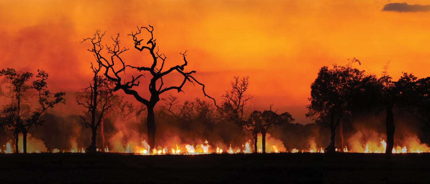 A burning forest