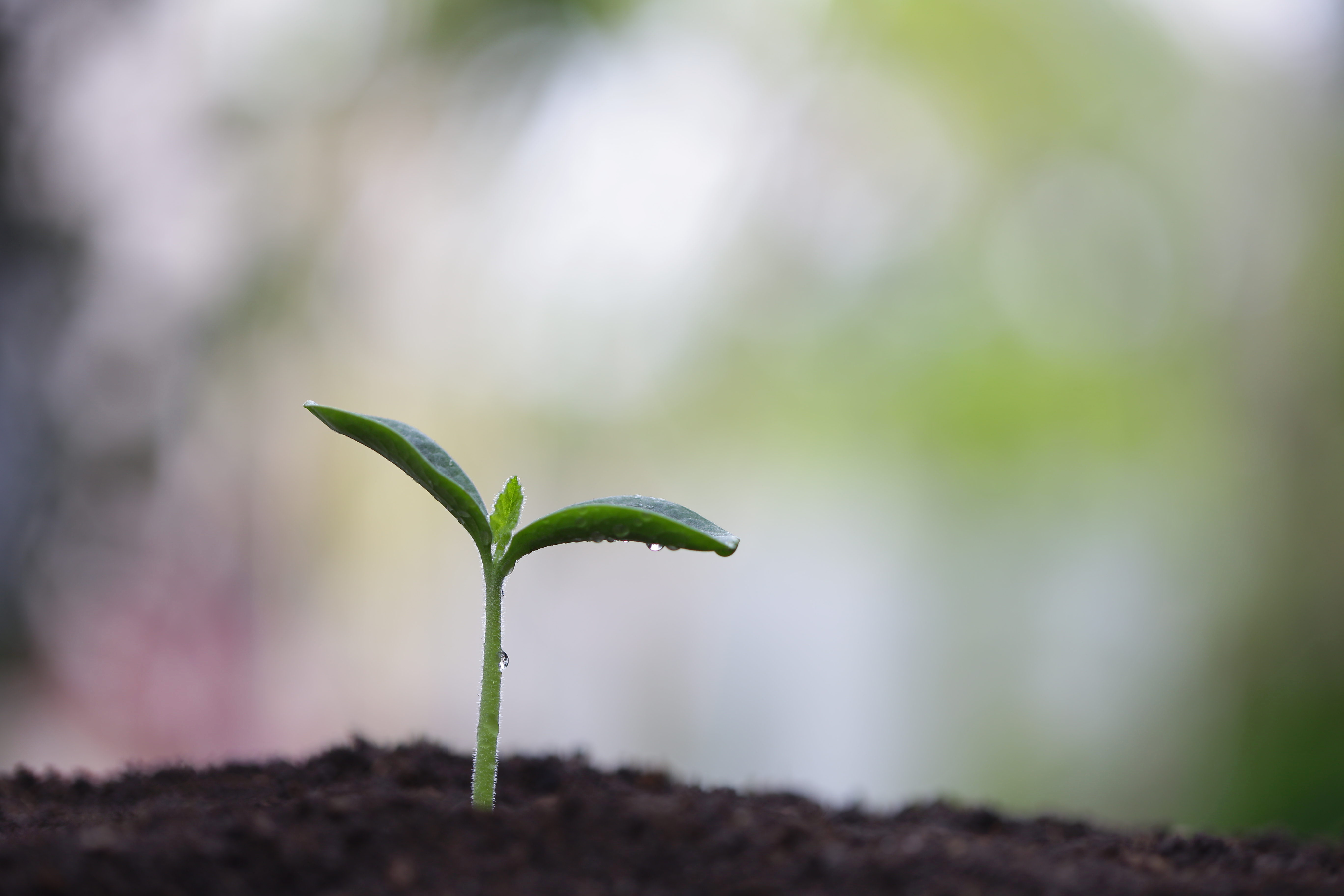 A green shoot