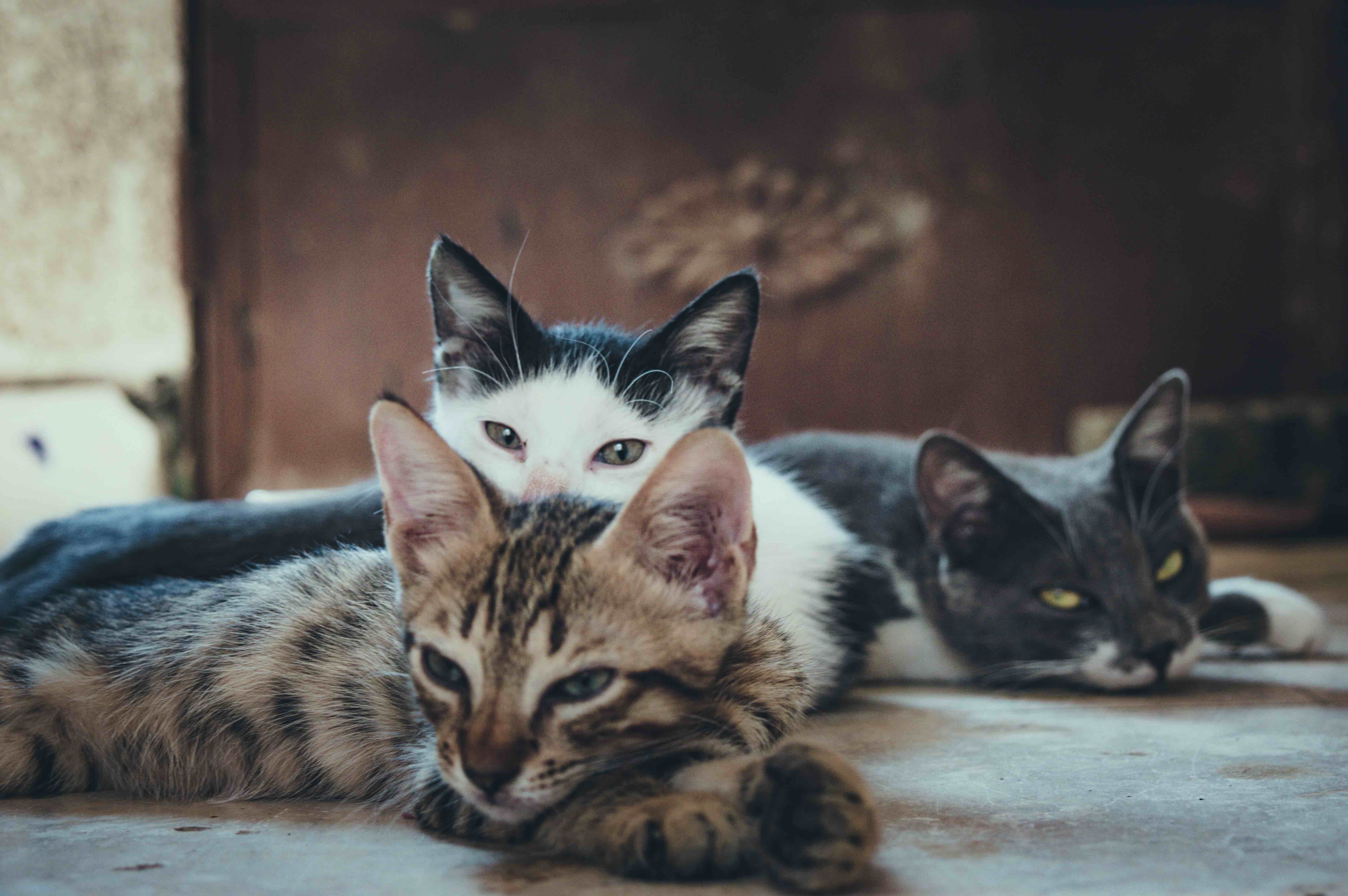 Three cats lying on the floor.