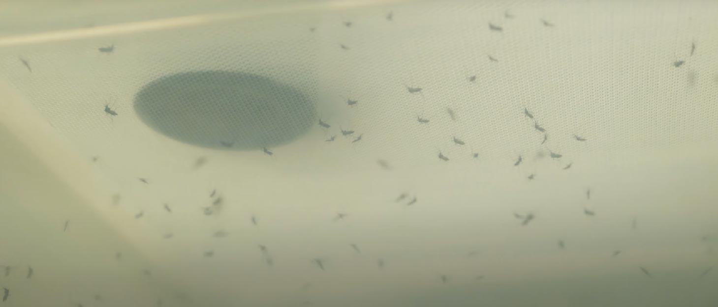 Many mosquitoes in a container.
