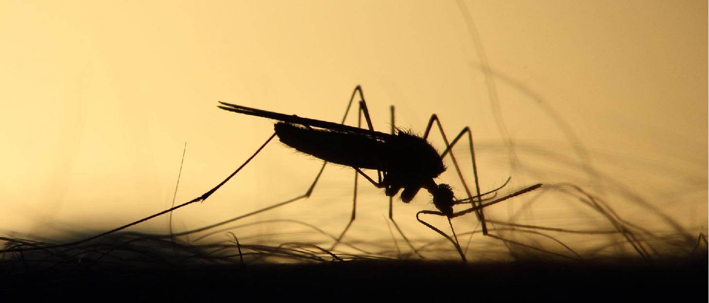Silhouette of a mosquito.