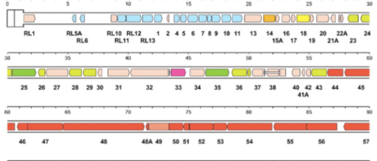 Diagram of data relating to Human Cytomegalovirus.