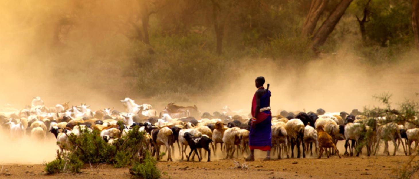 A flock of sheep and one person in a dusty field.