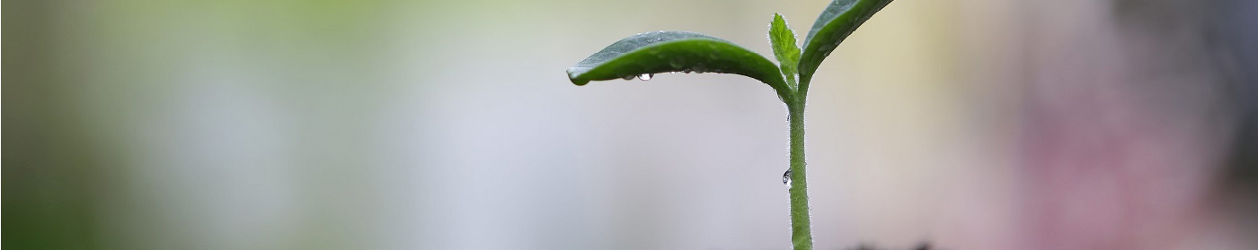 A sapling growing out of some soil